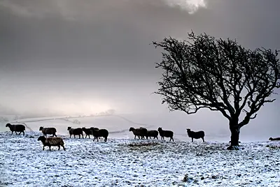 Sheep searching for food in winter on The Helm, near Kendal, Cumbria